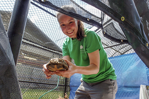 volunteer-willowbrook-wildlife-center--holds-blandings-turtle-600-400